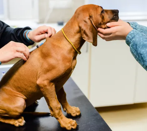 A brown puppy being vaccinated at Animal Care Center of Plainfield
